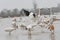 White cranes fighting for foods in lotus root pond