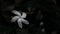 A white crape jasmine flower, also called Tagar, with rain drops on it in Mumbai, India