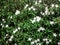 White crape jasmine flower or pinwheel flower in nature garden.Tabernaemontana divaricata
