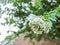 White Crape Myrtle Bloom Cluster at Wide Open Aperture