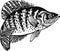 White Crappie fish - Freshwater sport fish - vector illustration