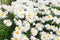 White crazy ox eye daisy background