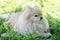 White cream German Pomeranian Spitz dog nibbles a bone. stick for brushing teeth. daily oral care. hard to reach canine