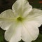 White Cream Petunia Flower Summer Bedding Plants