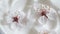 White cream texture with cherry flowers, close-up beauty facial cosmetics mask