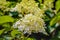 White and creamy budding and flowering panicled hydrangea from c