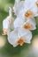 White creme blooming flower orchid of the genus phalaenopsis variety Darwin