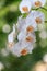 White creme blooming orchid of the genus phalaenopsis variety Darwin