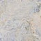 White-creme marble slab tile  high-resolution abstract texture. Use for interior countertop visualisation