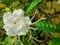 White crepe jasmine flower on the plant