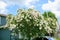 White crepe myrtle flower