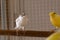 White crest canary bird stands on perch in a cage at home