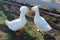 White Crested ducks