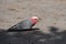 White crested Grey and pink Galah searching for food on thWhite crested Grey and pink Galah searching for food on the sandy ground