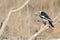 White-crested Helmet Shrike on branch