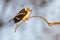 White-crested helmet shrike sitting on small branch