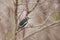 White-crested helmetshrike