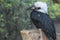 White-crested hornbill