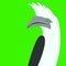 White - crested hornbill bird vector illustration flat