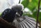 White Crested Hornbill Preening It`s Wing Feathers