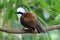 White-crested Laughing thrush