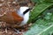 White crested laughing thrush (Garrulax leucolophus) Bird eating
