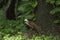 White-crested Laughing Thrush is on a tree in nature.