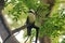 White-crested Laughing Thrush is on a tree in nature.