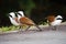 White-crested laughingthrush