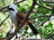 White-crested laughingthrush bird.