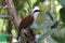 White-crested Laughingthrush Garrulax leucolophus Beautiful Birds of Thailand