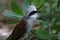 White-crested Laughingthrush Garrulax leucolophus Beautiful Birds of Thailand