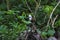 White-crested laughingthrush, Garrulax leucolophus, Sattal, Uttarakhand, India