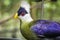 The white-crested turaco