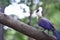 White-crested turaco