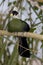 White-crested Turaco II (Tauraco leucolophus)