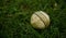 A white cricket ball on a green grassy field unique photo