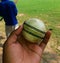 White Cricket ball in hand