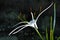 White Crinum Lily