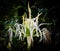 White crinum lily