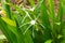 White Crinum Lily bloom