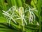 White Crinum Lily Moorea Tahiti