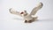 White Crocheted Seagull Toy - Handcrafted Studio Craft Movement Inspired