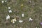 White crocus albiforus and flavus romance flowers with small sprouts on green and dry spring grass top view