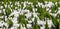 White crocus blooming Gardens Keukenhof springtime