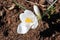 White crocus blooms in early spring