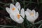 White crocus blooms in the garden