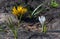 White crocus in early spring on newly thawed ground.
