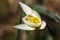 White crocus flavus