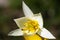 White crocus flavus